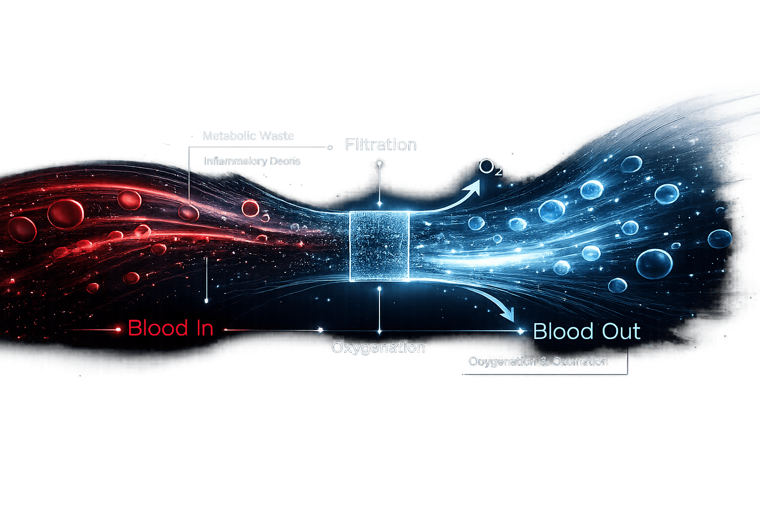 Detailed diagram of detoxification and oxygenation process in the body.